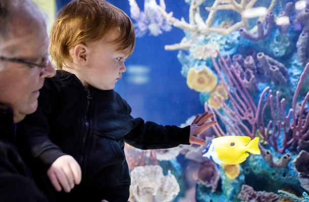 Aquarium Insurance | K&K Insurance Canada